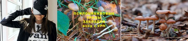 стаф Тайга