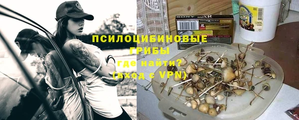 стаф Тайга